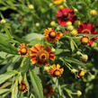 Záplevák podzimní UFO 'Betty' - Helenium 'UFO Betty'