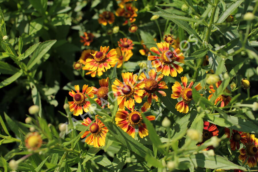 Záplevák podzimní UFO 'Betty' - Helenium 'UFO Betty'