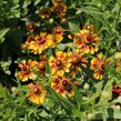 Záplevák podzimní UFO 'Betty' - Helenium 'UFO Betty'