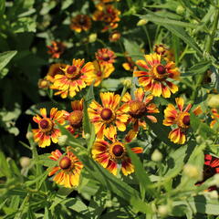 Záplevák podzimní UFO 'Betty' - Helenium 'UFO Betty'