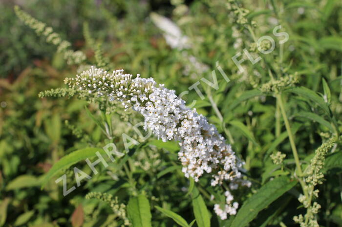 Motýlí keř, Komule Davidova 'White Profusion' - Buddleja davidii 'White Profusion'