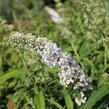 Motýlí keř, Komule Davidova 'White Profusion' - Buddleja davidii 'White Profusion'