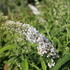 Buddleja davidii 'White Profusion'.JPG