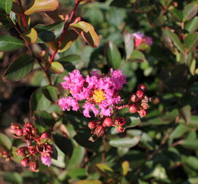 Pukol indický, krepová myrta 'Petite Pink' - Lagerstroemia indica 'Petite Pink'