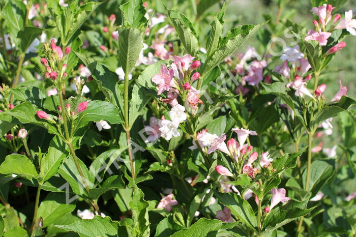 Vajgélie květnatá 'Boskoop Glory' - Weigela florida 'Boskoop Glory'