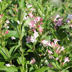 Vajgélie květnatá 'Boskoop Glory' - Weigela florida 'Boskoop Glory'