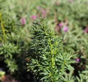 Tis prostřední 'Wojtek' - Taxus media 'Wojtek'