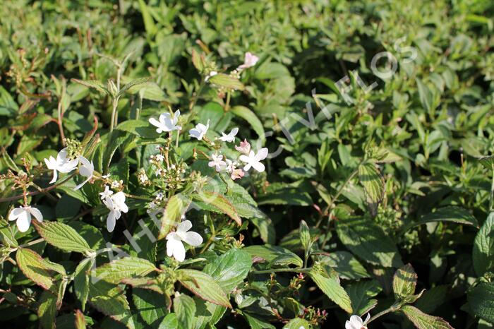 Kalina japonská 'Pinkawai' - Viburnum plicatum 'Pinkawai'