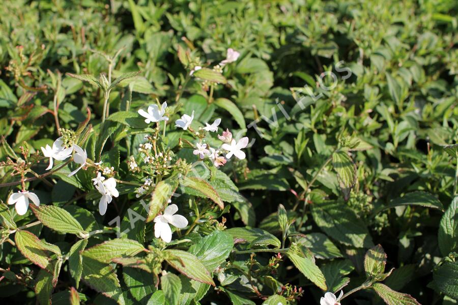 Kalina japonská 'Pinkawai' - Viburnum plicatum 'Pinkawai'