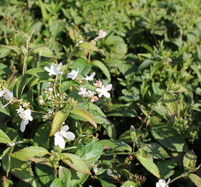 Kalina japonská 'Pinkawai' - Viburnum plicatum 'Pinkawai'