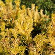 Tis prostřední 'Yellow Land' - Taxus media 'Yellow Land'