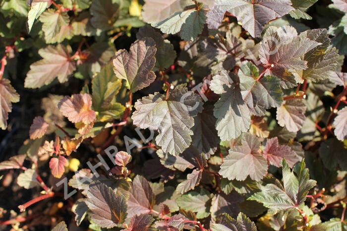 Tavola kalinolistá 'Zdechovice' - Physocarpus opulifolius 'Zdechovice'