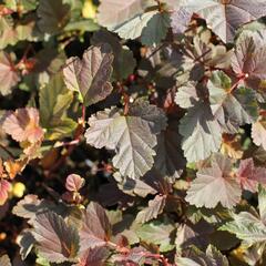 Tavola kalinolistá 'Zdechovice' - Physocarpus opulifolius 'Zdechovice'