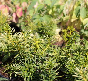 Tis červený 'Orange Alf' - Taxus baccata 'Orange Alf'