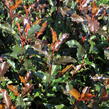 Blýskavka Fraserova 'Magical Vulcano' - Photinia fraseri 'Magical Vulcano'