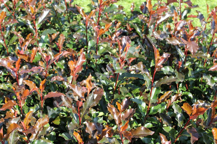 Blýskavka Fraserova 'Magical Vulcano' - Photinia fraseri 'Magical Vulcano'