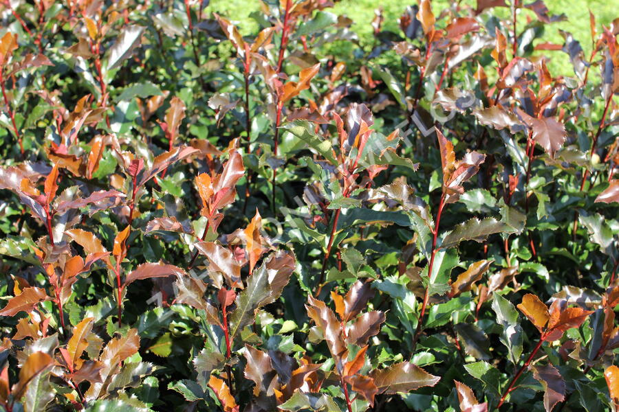 Blýskavka Fraserova 'Magical Vulcano' - Photinia fraseri 'Magical Vulcano'