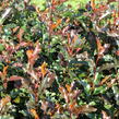 Blýskavka Fraserova 'Magical Vulcano' - Photinia fraseri 'Magical Vulcano'