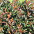 Photinia fraseri 'Magical Vulcano'.JPG