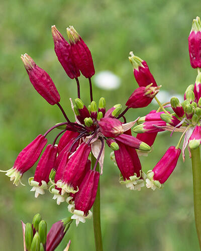 Dichelostemma ida-maia - Dichelostemma ida-maia