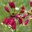 Dichelostemma ida-maia - Dichelostemma ida-maia