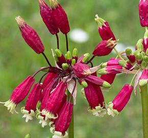 Dichelostemma ida-maia - Dichelostemma ida-maia