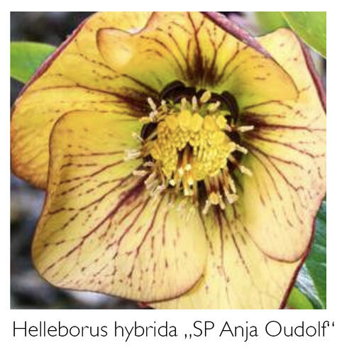 Čemeřice 'SP Anja Oudolf' - Helleborus hybridus 'SP Anja Oudolf'