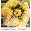 Čemeřice 'SP Anja Oudolf' - Helleborus hybridus 'SP Anja Oudolf'