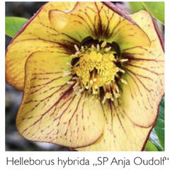 Čemeřice 'SP Anja Oudolf' - Helleborus hybridus 'SP Anja Oudolf'