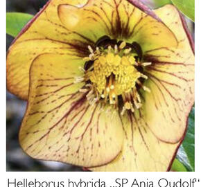 Čemeřice 'SP Anja Oudolf' - Helleborus hybridus 'SP Anja Oudolf'