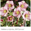 Čemeřice 'Ice N' Roses Carlotta' - Helleborus hybridus 'Ice N' Roses Carlotta'