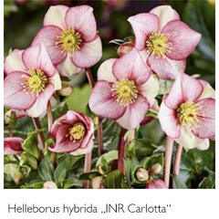 Čemeřice 'Ice N' Roses Carlotta' - Helleborus hybridus 'Ice N' Roses Carlotta'