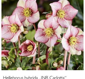 Čemeřice 'Ice N' Roses Carlotta' - Helleborus hybridus 'Ice N' Roses Carlotta'