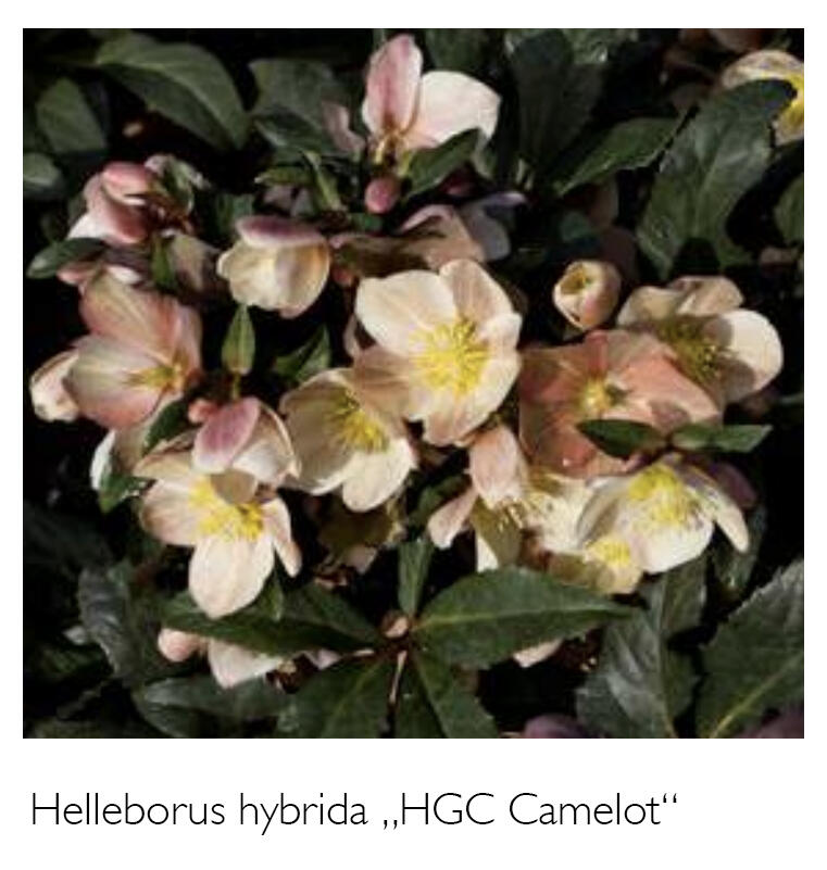 Čemeřice 'HGC Camelot' - Helleborus hybridus 'HGC Camelot'