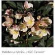 Čemeřice 'HGC Camelot' - Helleborus hybridus 'HGC Camelot'