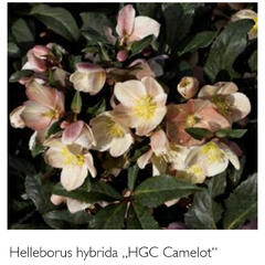 Čemeřice 'HGC Camelot' - Helleborus hybridus 'HGC Camelot'