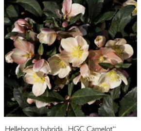 Čemeřice 'HGC Camelot' - Helleborus hybridus 'HGC Camelot'