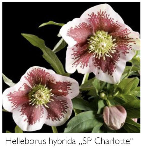 Čemeřice 'SP Charlotte' - Helleborus hybridus 'SP Charlotte'