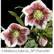 Čemeřice 'SP Charlotte' - Helleborus hybridus 'SP Charlotte'