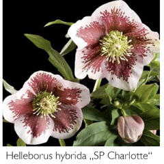 Čemeřice 'SP Charlotte' - Helleborus hybridus 'SP Charlotte'