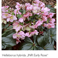 Čemeřice 'Ice N' Roses Early Rose' - Helleborus hybridus 'Ice N' Roses Early Rose'