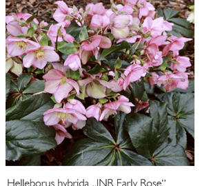 Čemeřice 'Ice N' Roses Early Rose' - Helleborus hybridus 'Ice N' Roses Early Rose'