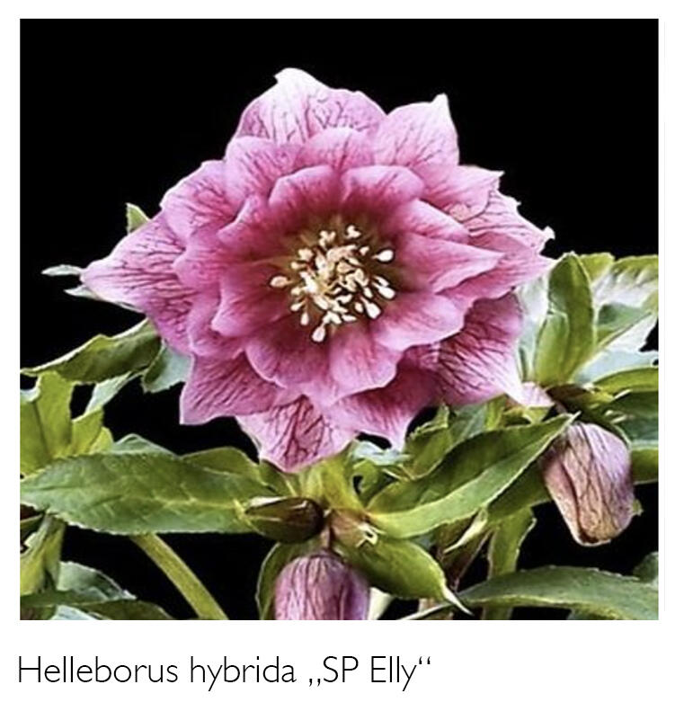 Čemeřice 'SP Elly' - Helleborus hybridus 'SP Elly'