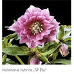 Čemeřice 'SP Elly' - Helleborus hybridus 'SP Elly'