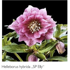 Čemeřice 'SP Elly' - Helleborus hybridus 'SP Elly'