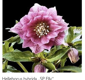 Čemeřice 'SP Elly' - Helleborus hybridus 'SP Elly'