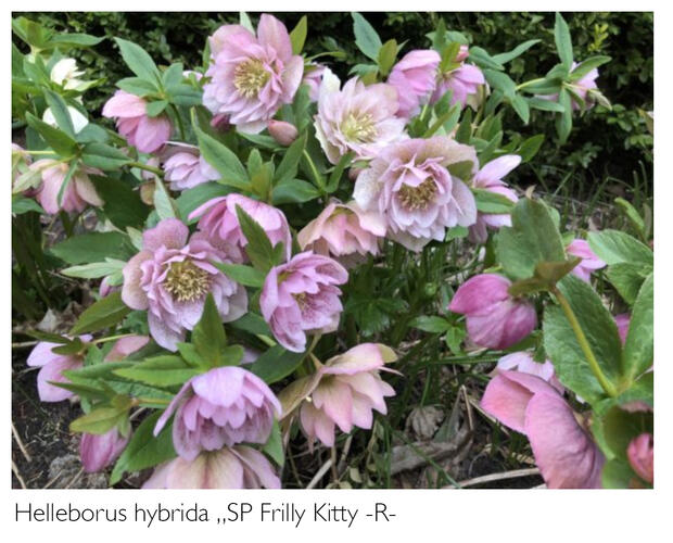 Čemeřice 'SP Frilly Kitty' - Helleborus hybridus 'SP Frilly Kitty'