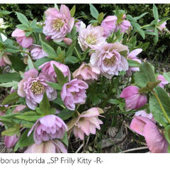 Čemeřice 'SP Frilly Kitty' - Helleborus hybridus 'SP Frilly Kitty'