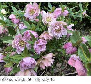 Čemeřice 'SP Frilly Kitty' - Helleborus hybridus 'SP Frilly Kitty'