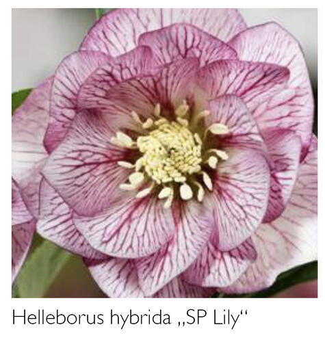 Čemeřice 'SP Lily' - Helleborus hybridus 'SP Lily'